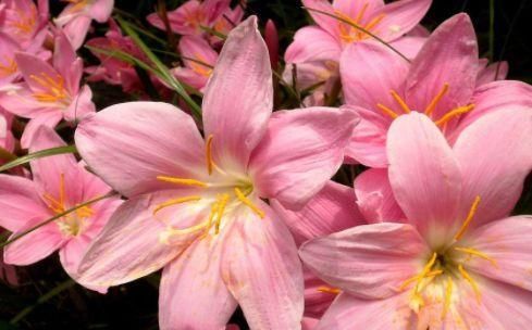  【阳台】庭院选这几款花，花姿妖娆，花开香飘溢满屋，阳台变温馨花园