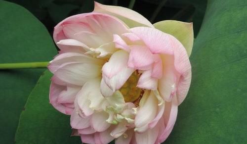  「优良」喜欢玫瑰，不如养“优良荷花”库姆夫人，花色奇特多变，雍容华贵
