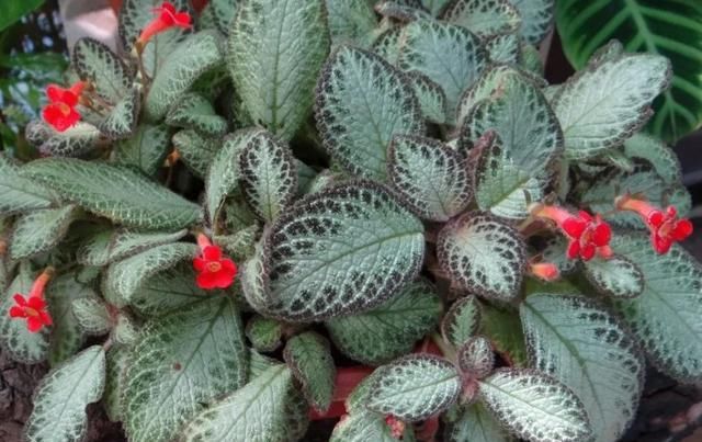 「家里」这几种植物超级耐阴，家里光线不好就养它