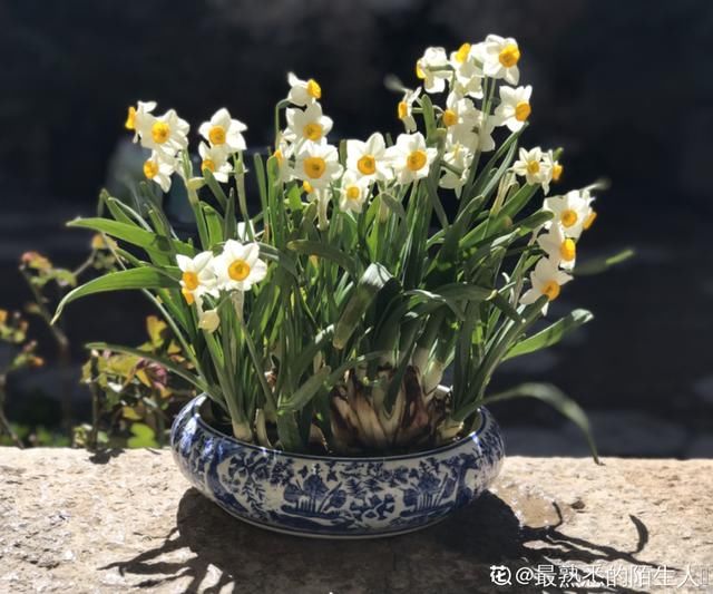  『呼吸道不好』卧室别养这8种花，香得头昏脑涨，对身体有大害处！