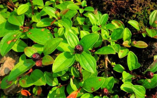 农村一种“五彩野果”，以前没注意，原来一身都是宝，价值珍贵！