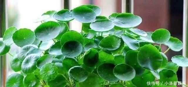 长成■这花有水就能活,还得狠心虐,晒一晒,一周长成“小森林”