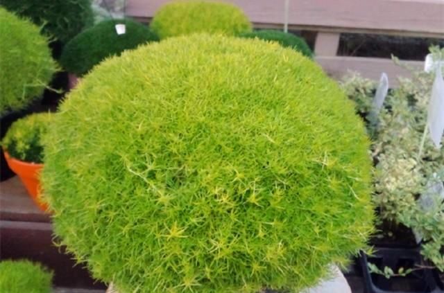  难养：苔藓很难养?选择这个品种,新手也能轻松养成绿地毯