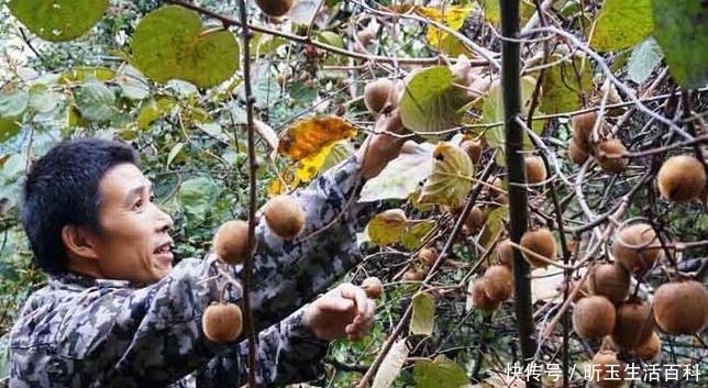  遭遇@水果中的贵族，遭遇“崇洋媚外”，果农：原产地现摘，咋没