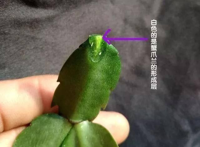  [叶仙]手把手教你，如何用叶仙嫁接蟹爪兰