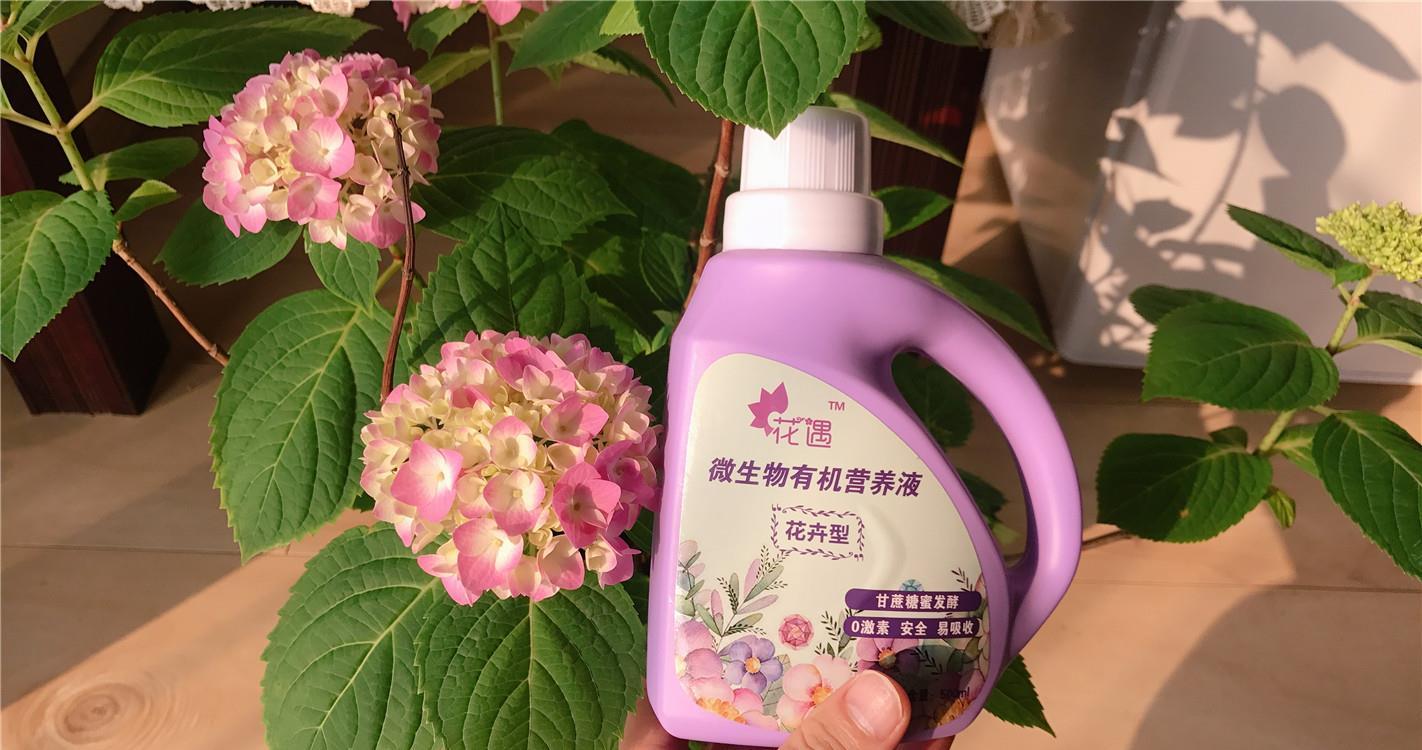  花儿■90天前，绣球花刚开箱，90天后，花儿已凋谢，一起来坐时光机~