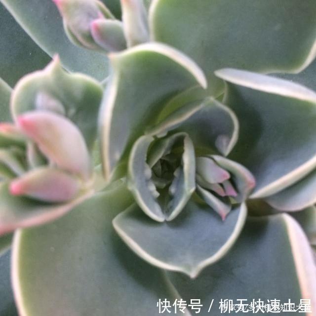  『植物』春天买的多肉植物们，花了几百块，不知道亏了吗