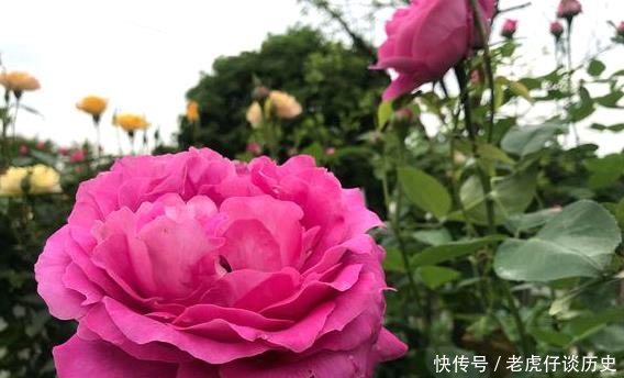  能开出@她花10元买了一种花，随意栽种在花园里，历经2年，开花惊艳全场