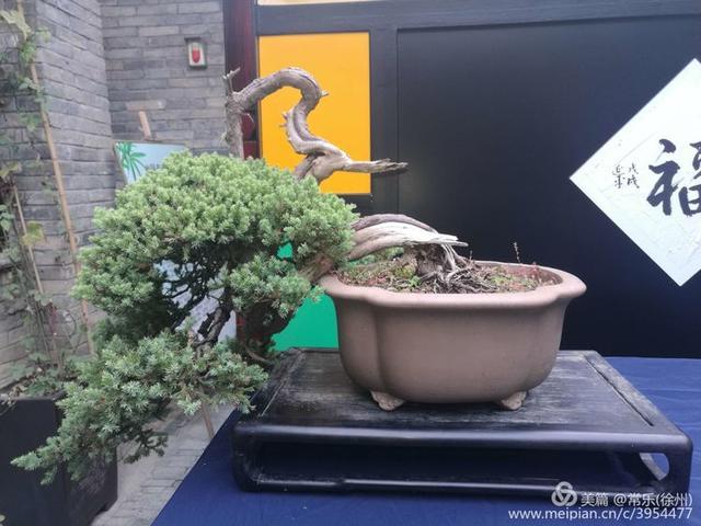  #盆协#徐州收藏家协会(盆景协会和铁路盆协)回龙窝微型盆景