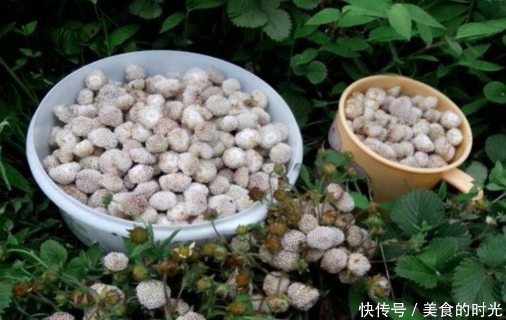  【草莓】它被称为“野草莓”，农村小孩当零食吃，殊不知治口腔