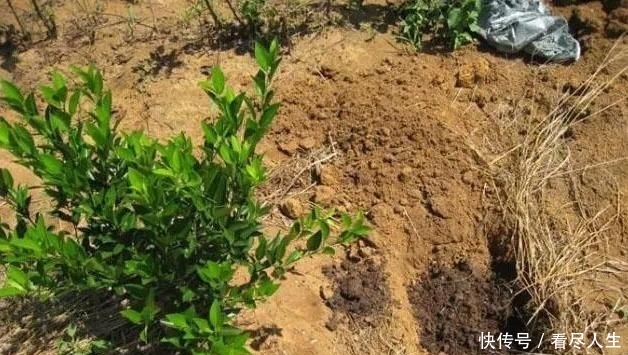  「培育」如何选择砧木进行柑桔培育管理？有没有什么好办法？