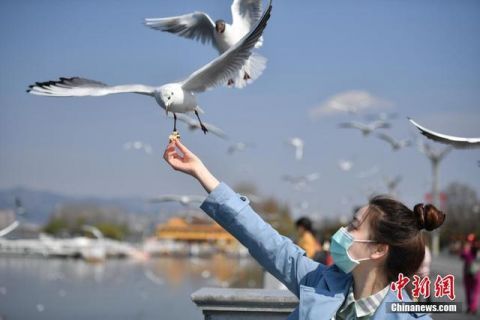  开放■昆明海埂大坝恢复开放 吸引市民喂鸥观景