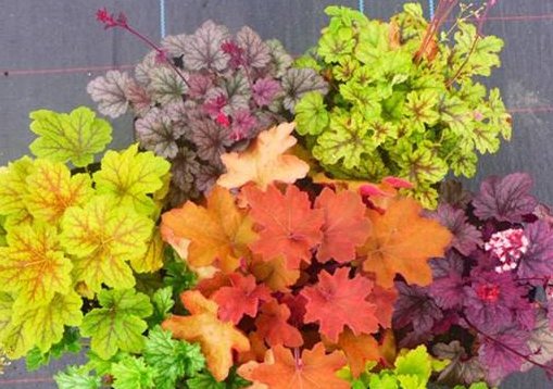  #铃铛#矾根还能开花？养护注意这些点，叶片色彩斑斓，花朵如铃铛，超美