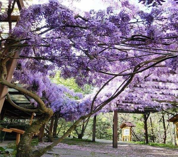  「拥有」浪漫梦幻的花朵，花期可达200天，你值得拥有