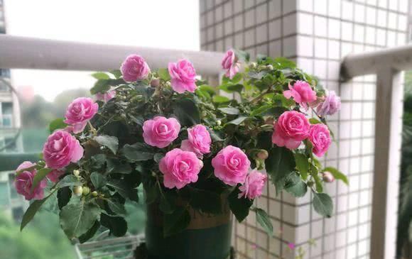  喜欢湿润@这6种花太耐养，天天浇水都涝不死，阴面阳台也能养！