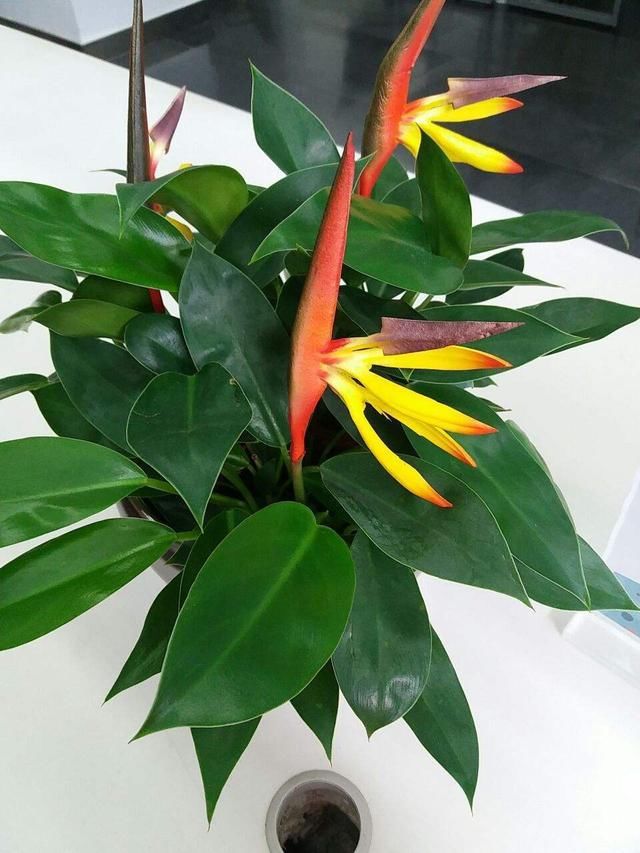  仙鹤：普通花看腻了，不如养盆“仙鹤花”，姿态富贵花型奇特！