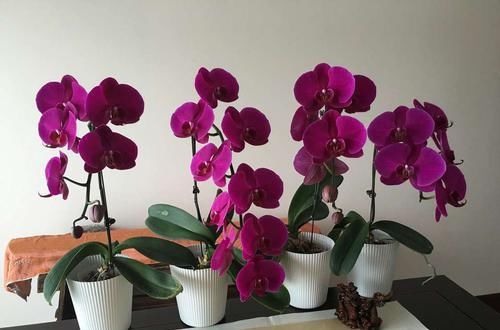  『再次』谢花的蝴蝶兰不仅能再次开花还能冒高芽，蝴蝶兰发高芽的2个方法