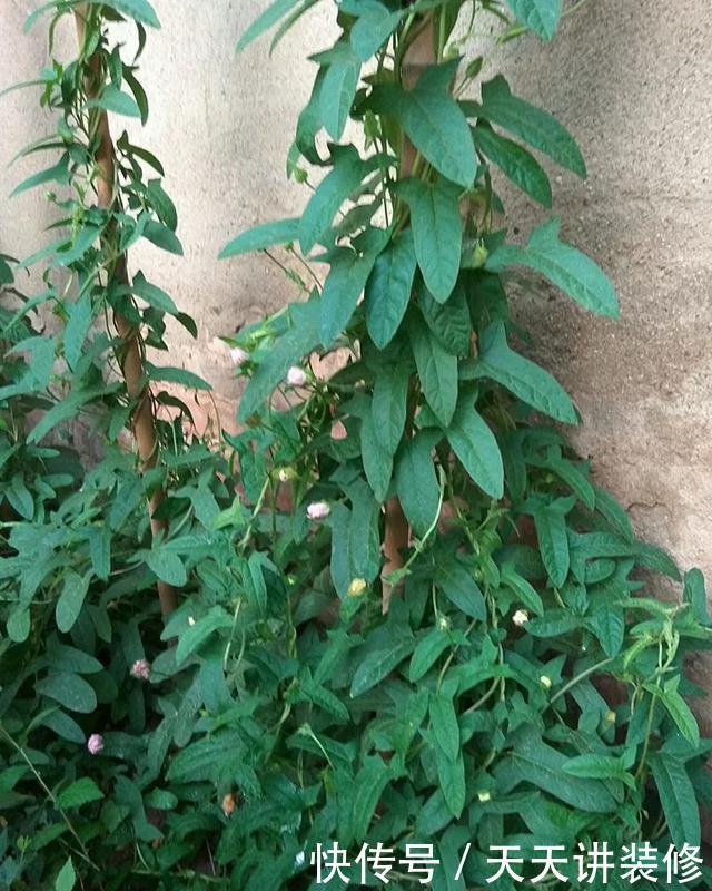  [图片作者]15种超级好养的花，不死鸟居然不是第一，“养花杀手”们试一试吧