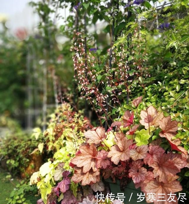  植物@调色盘矾根，虽是观叶植物，但花也好看