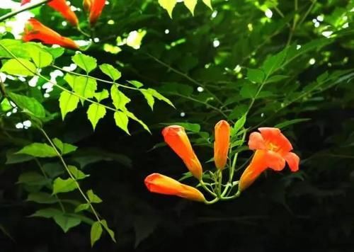  『棕色』凌霄翠叶团团如盖，花大色艳，繁花艳彩