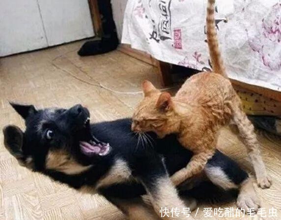 自古不和的猫狗可以一起养?猫狗混养的注意事