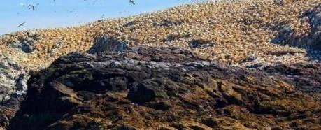 英国一座最臭的岛屿，上面生活着7亿只海鸟，每年产生2千吨鸟粪