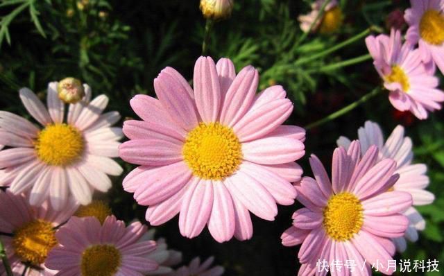  [花盆]3种花是“爆盆机器”，开花溢出花盆，满屋都是花香味，四季开花