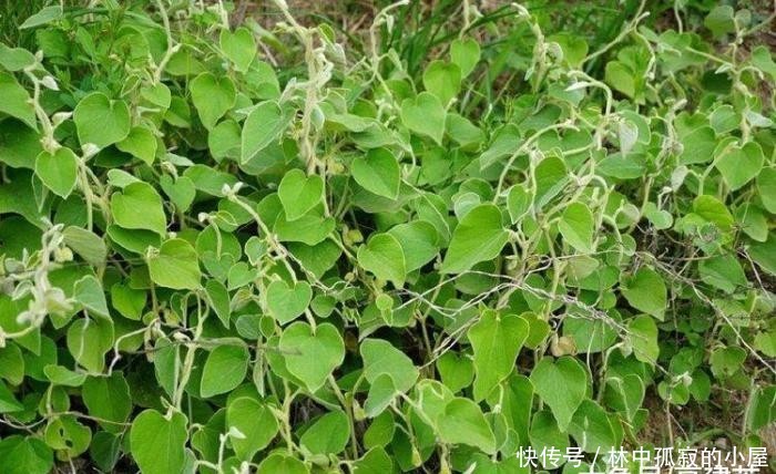  #农民#农村一种野草，农民痛恨不已，但泡酒能治风湿，如今20元