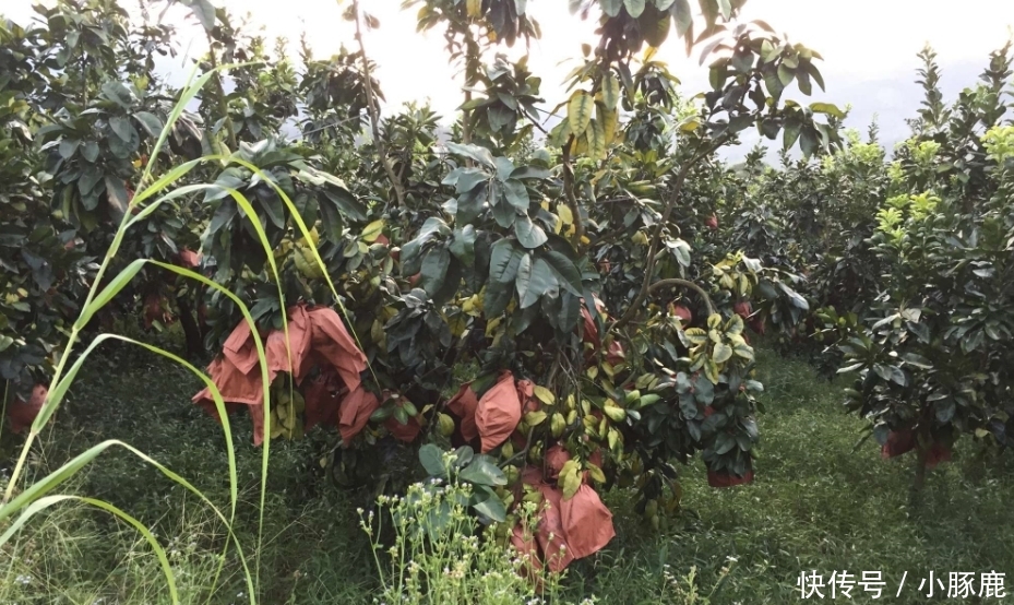  老表：9毛一斤自己摘，能卖出去就很高兴，农民：不敢奢求太多