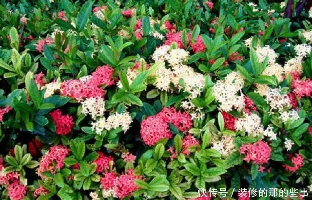 寓意|民间3种“贵气花”,外形美艳不输玫瑰,关键容易养活还有好寓意