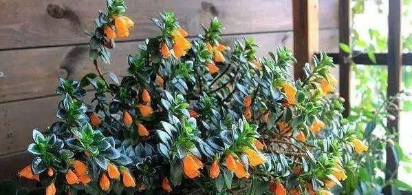  「金鱼吊兰」长在枝丫的“金鱼”，你有见过吗？还比真金鱼好养，快去养一盆