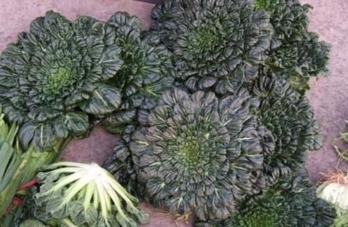  乌塌菜■人称“维他命菜”，11月正当季，亩产3千斤，如今农民却