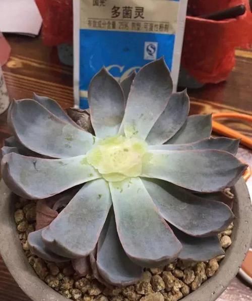  朱顶红：看见这花可别买，忍住，小心被忽悠，花钱买气受！
