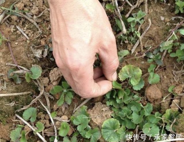  记得|在河边、农地，遇到1种“积雪草”，记得保护起来，如今珍贵！