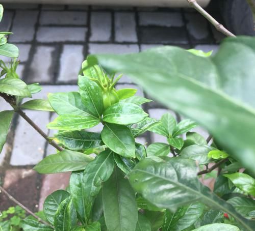  技巧@盆栽栀子花枝繁叶茂花多又浓香的养护技巧，如何避免栀子花黄叶