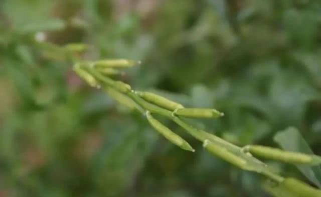  『芝麻菜』有一种菜叫rocket……不，不是窜天猴