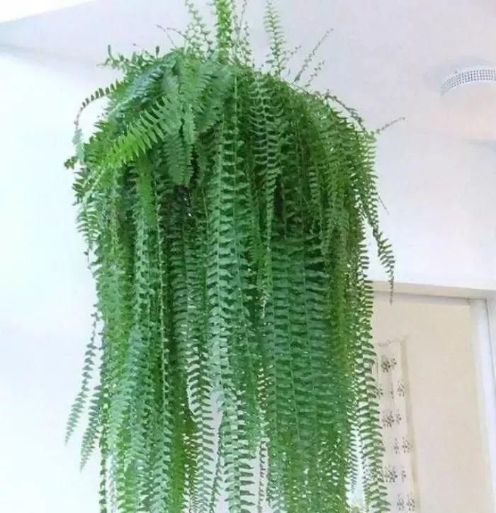  家里|家里养这几种植物就可以室内更自然凉爽