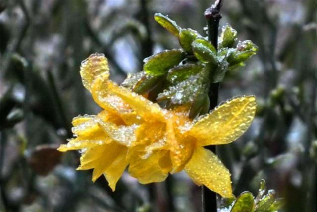 春节将至，过年到底冷不冷？会不会出现倒春寒？看看老农怎么说