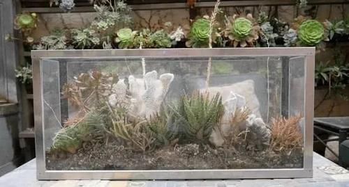  【品种】造型特别的多肉盆栽，一个盆搭配多个品种，家里的废弃物都用上了