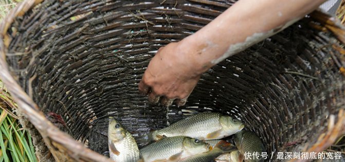 农村稻田里的6大野味排行榜，90后00后见过，但全吃过的不多