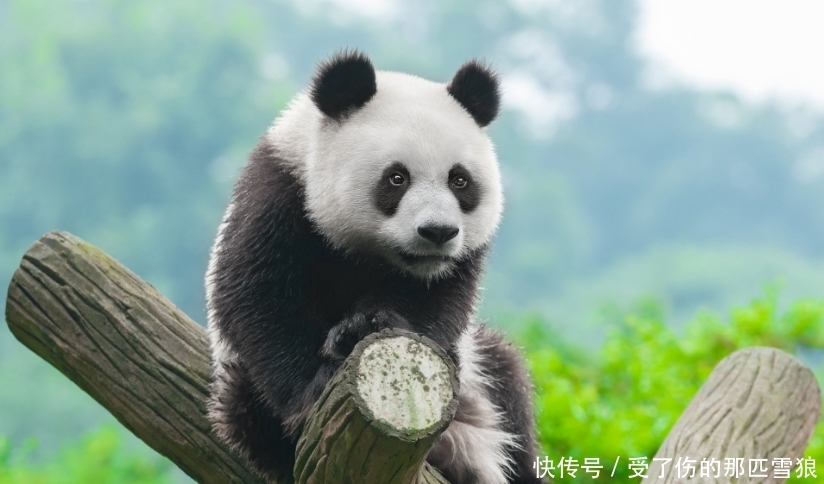 吃货们的天堂，美景的汇聚地，四川成都是一座来了就不想走的城市