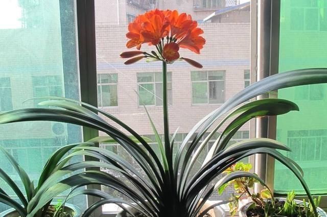  【夏季】夏季种植君子兰，这4方面养护，你做到位了吗？早知道早纠正
