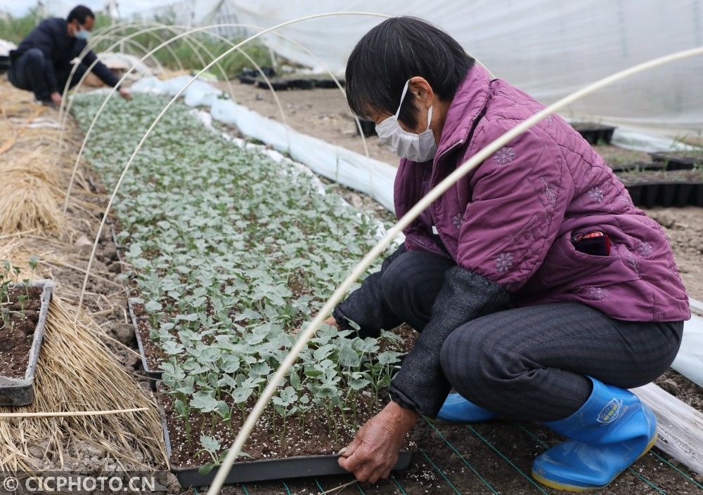  山东省|防疫不误农时 全国各地奏响春天“交响曲”