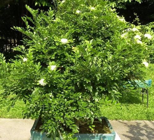  『香味』开花飘香“九里”，周杰伦为它作曲，养盆九里香，比香水香十倍