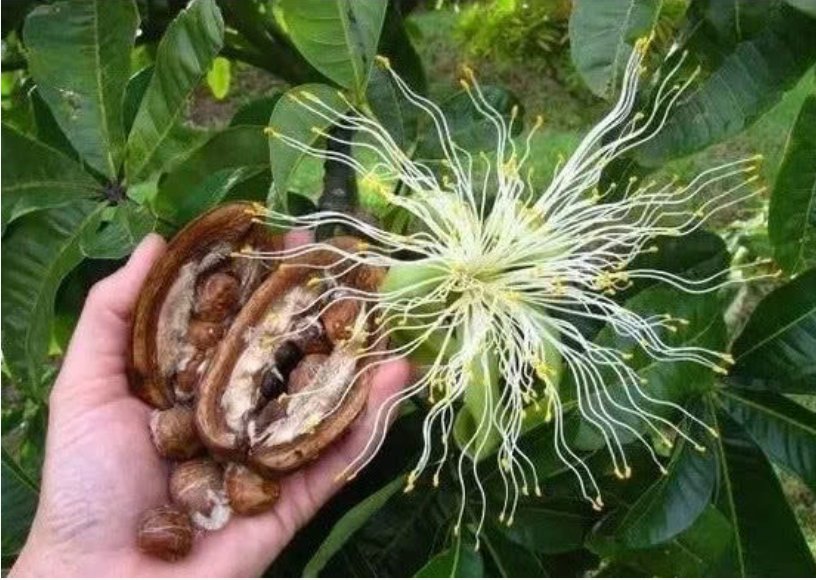  发财树浇水■你见过“发财树”开花结果吗？?掌握关键2点，漂亮花朵开出来！
