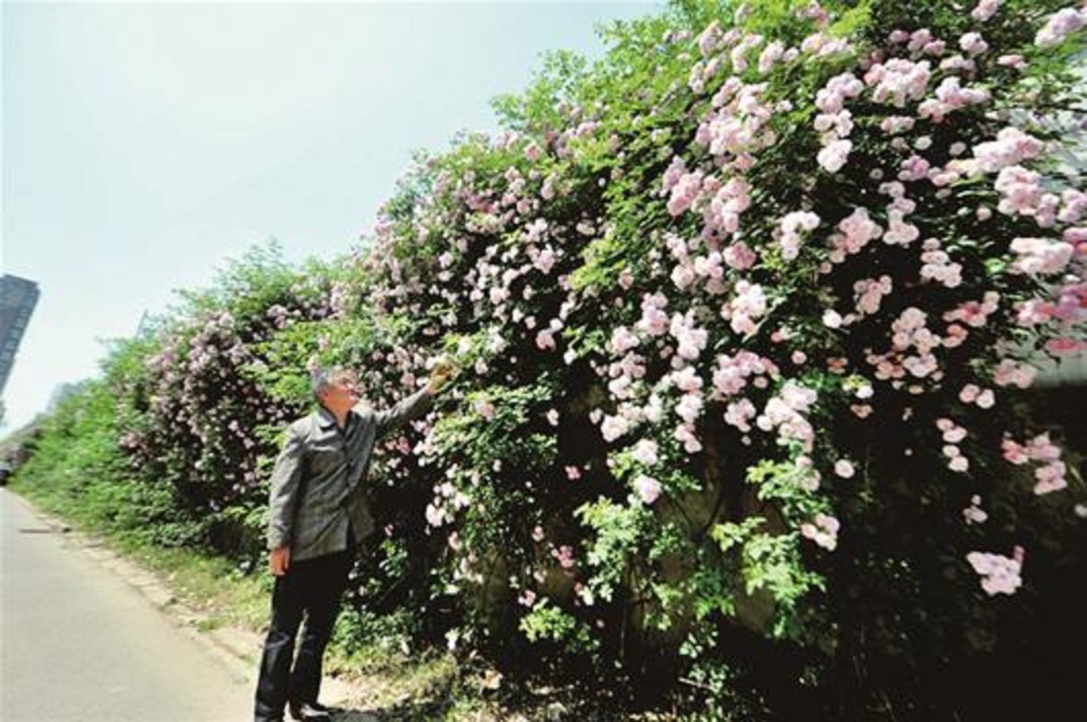  [花苗]在农村遇到此花苗，建议多挖几株带回家！当年就开花，满屋都飘香