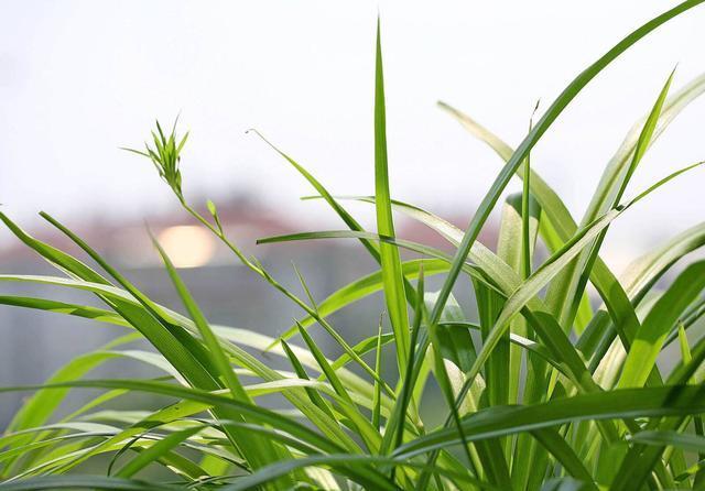 「长得」吊兰放在家中哪个位置?摆放在“3个地方”,一天一个样,长爆盆