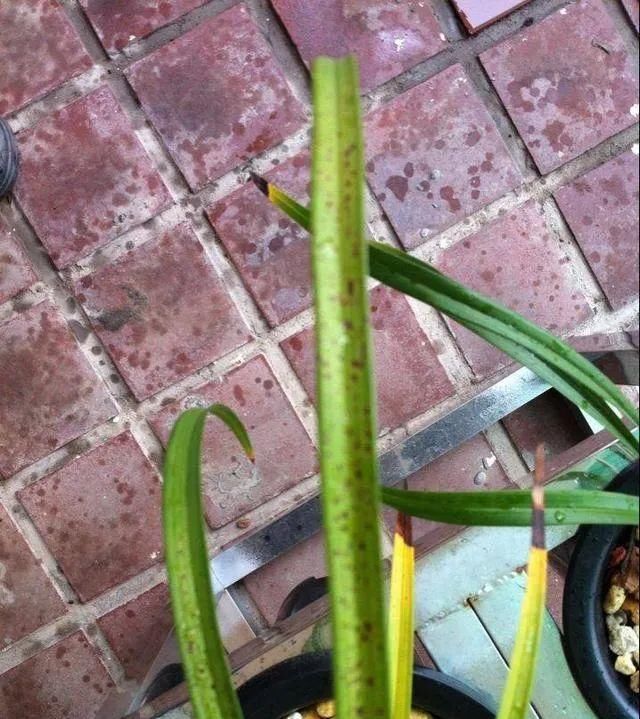  「明白」想知道你的兰花生了什么病？看看叶子尖就明白了
