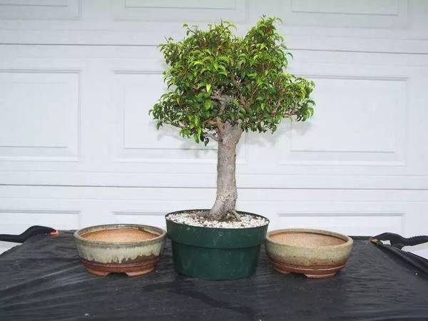 适合盆栽养护的观赏树,养在室内也没有关系