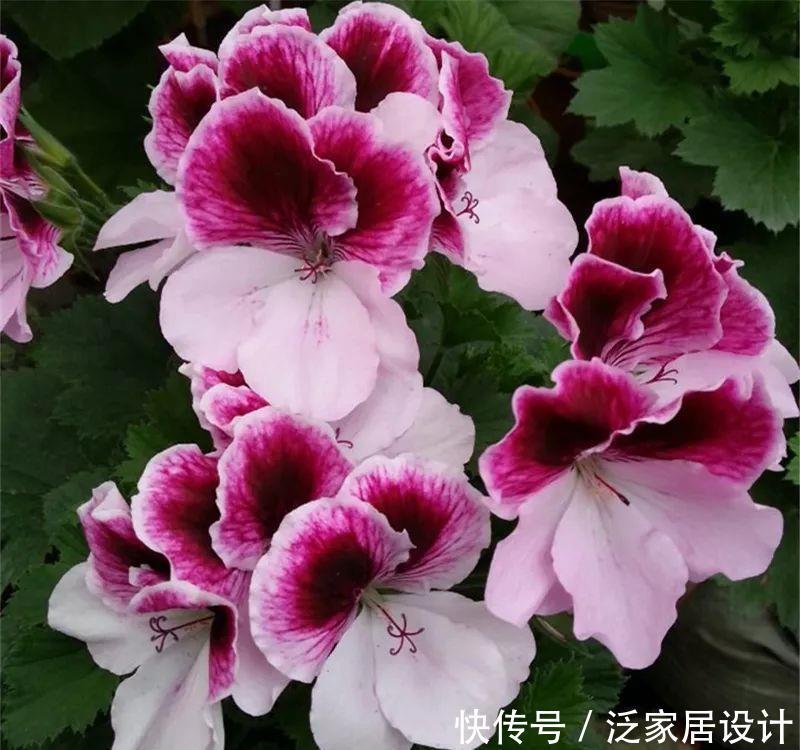  每种■110种天竺葵，每种都超美，看看你认识多少种？